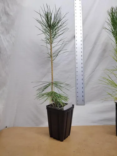 Vista 2 de Pino negro japonés Árbol de 1 año en maceta de vivero. Pinus thunbergii. Pino Thunbergiana. Pino verde. Listo para paisaje o bonsái