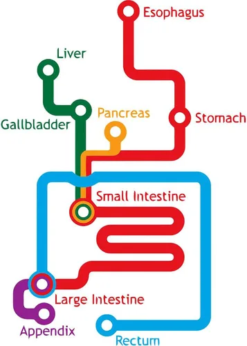 Vista 2 de CafePress Gastrointestinal Subway Map Mug 11 oz (325 ml) Ceramic Coffee Mug