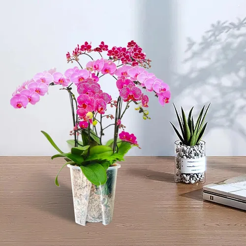 Vista 4 de Paquete de 8 macetas de orquídeas, 2 de cada una de 3.9, 4.7, 5.5 y 6.3 pulgadas, macetas transparentes para orquídeas con agujeros