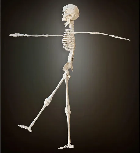 Vista 4 de Widmann Skeleton 15.7 in