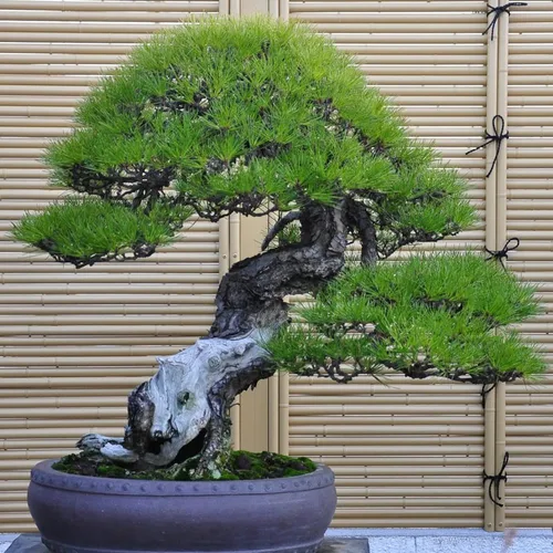 Vista 3 de Más de 180 semillas de árbol bonsái semillas de pino japonés para plantar