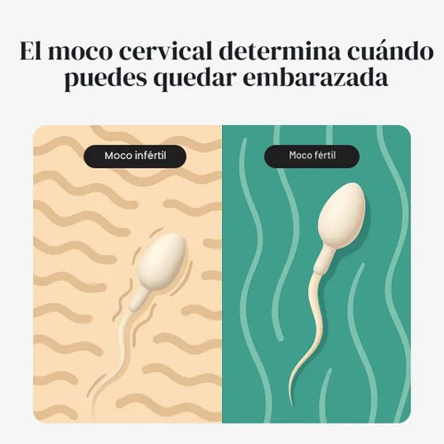Vista 3 de kegg Rastreador de fertilidad + aplicación gratuita de fertilidad Descubre tus días más fértiles Sin costos recurrentes Predice ventana fértil