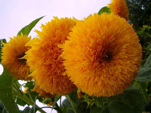 Vista 4 de Semillas Oso De Peluche Girasol Enano Ornamental Flores Anuales
