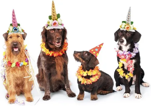 Vista 15 de Disfraces de Halloween para gatos, organizador de cambiador, disfraz de gato, linda gorra para mascotas, diadema divertida para mascotas, accesorios