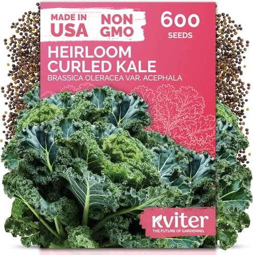 Vista 38 de KVITER 3000 semillas de espinaca egipcias - Molokhia (Corchorus Olitorius) - Hojas de yute, Ewedu, Día de Rau, Semillas de vegetales Saluyot