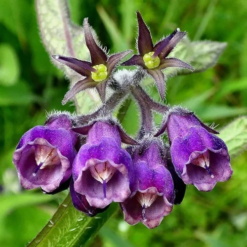 Vista 4 de 100 semillas de consuelda Symphytum Officinale - Semillas de consuelda perenne Symphytum Officinale sin OMG