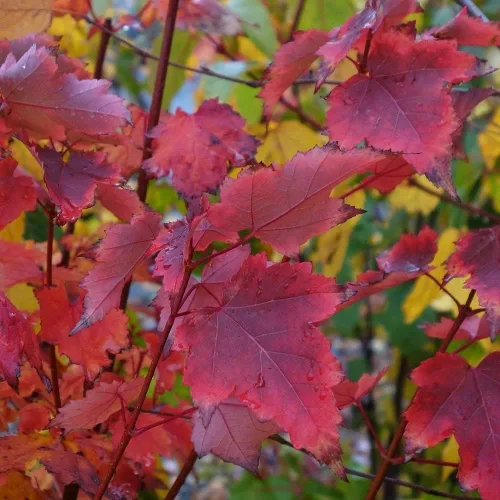 Vista 2 de Brandywine Red Maple - Maceta de 1 galón con raíces establecidas - Acer rubrum, árbol de crecimiento rápido, árbol de sombra