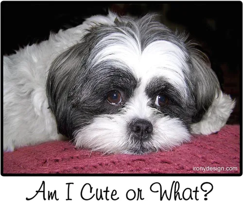 Vista 3 de CafePress Cute Shih Tzu Dog Mugs - Taza de café de cerámica de 11 oz (11.0 fl oz)