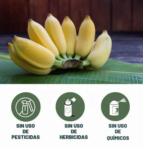 Vista 3 de Polvo orgánico de cáscara de plátano - Todo natural de un ingrediente 4 onzas