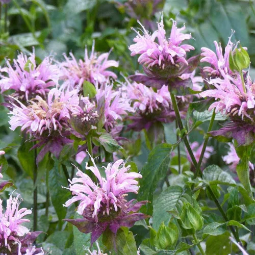 Vista 7 de Outsidepride Semillas silvestres de bergamota – 1000 piezas de semillas perennes, fáciles de cultivar y aptas para polinizadores Monarda Fistulosa