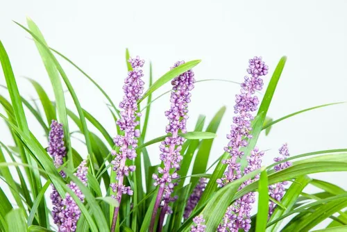 Vista 5 de Royal Purple LIRIOPE - Tamaño: 1 galón, planta viva, incluye fertilizante de mezcla especial y guía de plantación