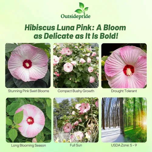Vista 2 de Outsidepride Luna Pink Swirl - Semillas de hibisco – 10 semillas de flores perennes para plantar aptas para polinizadores, flores grandes