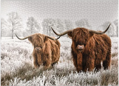 Vista 9 de MyPuzzle Hairy Scottish Highland Cattle in A Winter Landscape - Rompecabezas prémium de 100 piezas para adultos