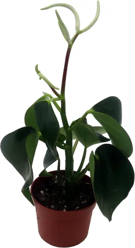Vista 2 de Planta de dinero chino Raindrop - Peperomia polybotrya - Maceta de 2.5