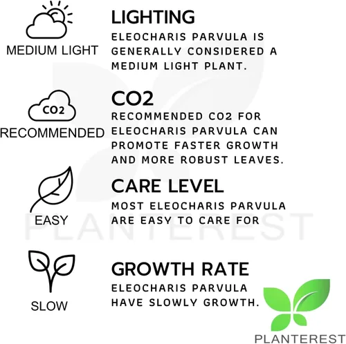 Vista 6 de Enano Hairgrass Eleocharis Sp 1 Mini Taza de Cultura de Tejido de Agua Dulce Acuario Vivo, Plantas Decoración BUY2GET1FREE
