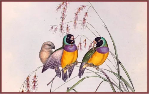 Vista 26 de Canguros australianos John Gould Counted Patrón de punto de cruz