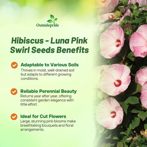 Vista 3 de Outsidepride Luna Pink Swirl - Semillas de hibisco – 10 semillas de flores perennes para plantar aptas para polinizadores, flores grandes