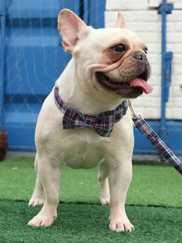 Vista 5 de Lionet Paws Collar para perro y gato con corbata de moño, hebilla de plástico ajustable, collar de cuadrícula para perros pequeños, medianos