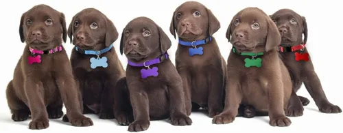 Vista 7 de Collares mejorados para cachorros de camada, collares de identificación para cachorros, suministros de parto, collares de nailon suave separables