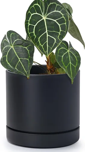 Vista 53 de Phoenix Vine 4 Inch Planter Pot with Drainage Hole & Saucer, Deep Water Catch Tray, Straight Cylindrical Round Pot for Plants, Olive, Pack of 1
