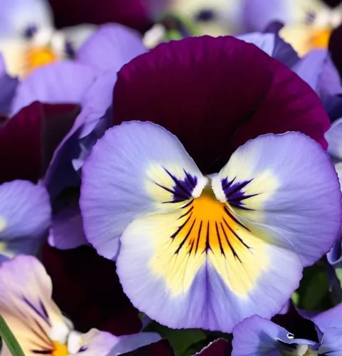 Vista 5 de Viola wittrockiana 'Swiss Giants' (Pansy, Mixed) Semillas de flores, grandes, flores vistosas, aspecto distintivo, altamente atractivo