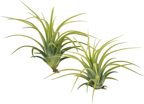 Vista 3 de ragnaroc Plantas de aire – Druida Tillandsia Ionantha, Regular 2-3 pulgadas – 3 ct – Llegada viva garantizada – Plantas de interior para decoración