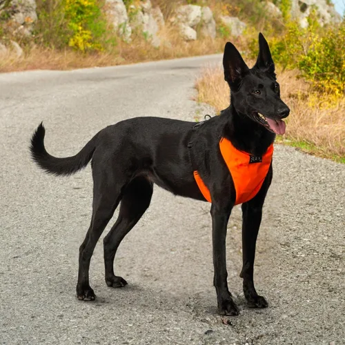 Vista 8 de YAP Techno® - Arnés para perro sin tirones, ajustable en 4 direcciones, arnés de chaleco para perro con control de temperatura, arnés para perro sin