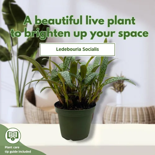 Vista 3 de BubbleBlooms Planta de leopardo Squill de plata, Ledebouria socialis, 4 pulgadas