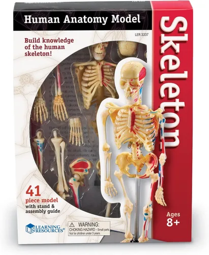 Vista 2 de Learning Resources Modelo de esqueleto, imprescindible para el aula de ciencias, elementos esenciales para estudiantes STEM, anatomía de práctica