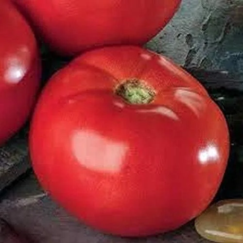 Vista 3 de Semillas de tomate híbridas Bella Rosa - Un buen equilibrio de ácido y azúcar. (25 - Semillas)