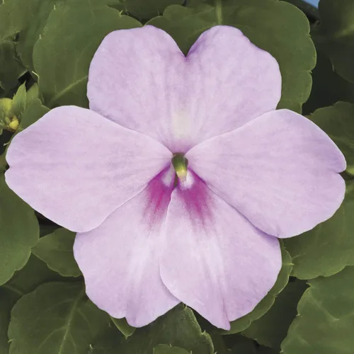 Vista 7 de Outsidepride Extreme Lavender Impatiens - Semillas de flores – 100 piezas anuales, compactas y aptas para polinizadores, semillas de Impatiens
