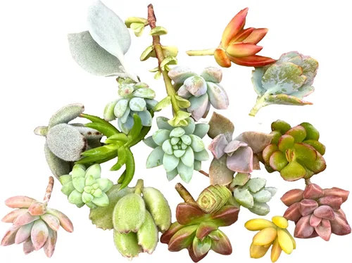 Vista 2 de 10 mini esquejes suculentos vivos surtidos, plantas iniciales únicas de enraizamiento