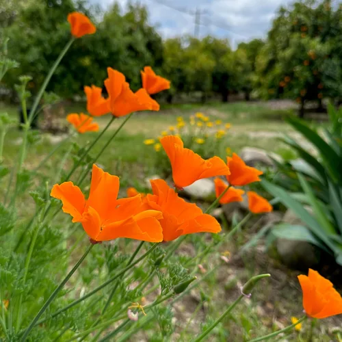Vista 2 de Plant Good Seed Semillas de amapola de California, paquete de 300, semillas tradicionales para plantar flores, suministros de jardinería, jardín