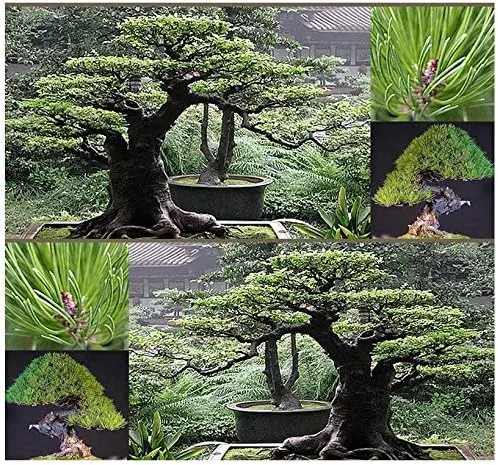 Vista 4 de Semillas para árbol de pino sin transgénicos de MySeeds.Co