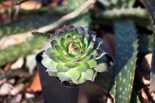 Vista 7 de Plantas suculentas 20 suculentas Sempervivum Enraizadas en macetas con tierra Plantas de interior reales Regalos o decoración de habitación
