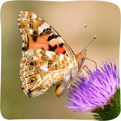 Vista 8 de Insect Lore Butterfly Garden Kit with Live Caterpillars – Grow 10 Painted Lady Butterflies - STEM Learning Activity, Habitat with Journal, Stickers