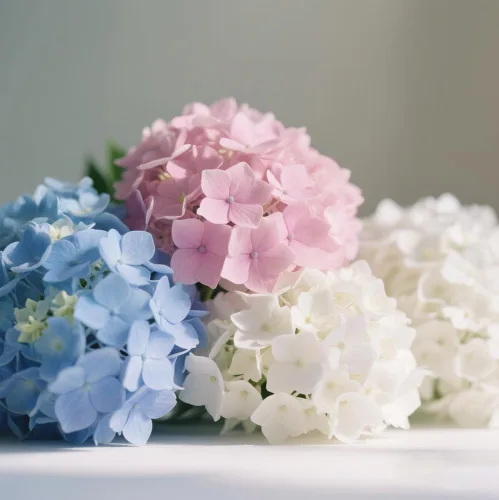 Vista 2 de Más de 100 semillas de hortensias mixtas para plantar Macrophylla Bola de nieve gigante Bonsái Hortensia Arbusto de rápido crecimiento
