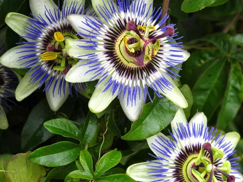 Vista 7 de Semillas Flores Pasiflora Púrpura Perenne Exótico - 3 Semillas