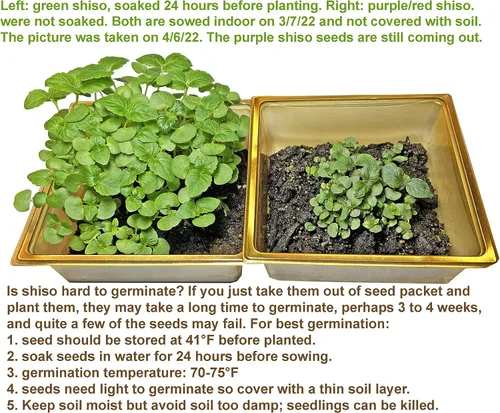 Vista 5 de HipGirl Auténtico paquete de semillas gourmet asiáticas: Green Perilla Shiso (200 unidades) y melón amargo de piel suave (10-12 unidades) Semillas