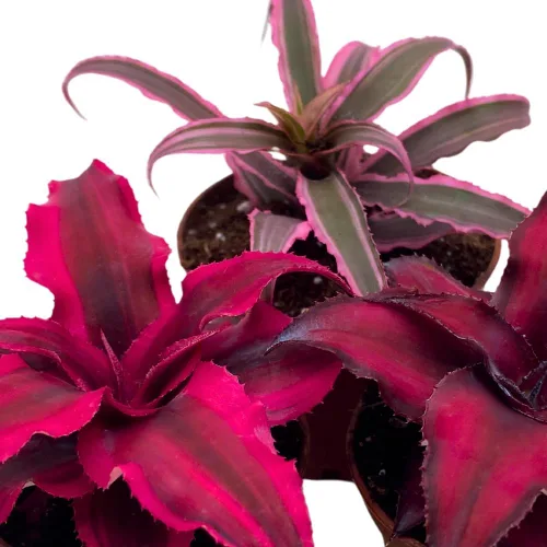 Vista 5 de BubbleBlooms Surtido de Cryptanthus bivittatus, juego de bromelia Earth Star, 3 suculentas diferentes