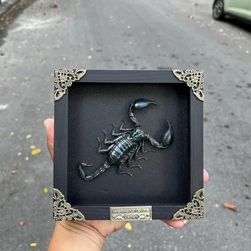 Vista 140 de 2 Real Dragonfly Specimens Shadow Box Framed Insect Display Oddities Curiosities Entomology Collection Natural History Wall Decor Gift for Nature