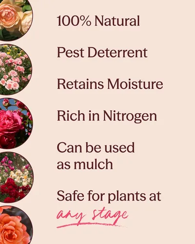 Vista 3 de Heirloom Roses Compost de menta, 100% natural, enmienda superior del suelo para plantar rosas, rico en micronutrientes y nitrógeno para verduras
