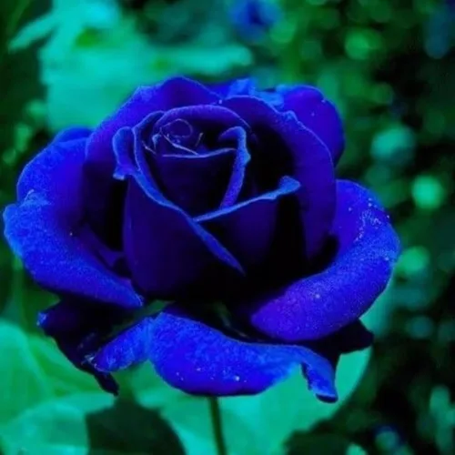 Vista 3 de Más de 400 semillas de rosas para plantar flores, semillas de rosas raras perennes, sin OMG, reliquia de flores, jardín, hogar, grandes regalos