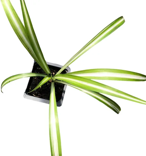 Vista 7 de Smoke Camp Crafts - Orgánico - Trío de Plantas Araña