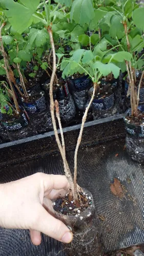 Vista 2 de 3 plántulas de Ginkgo Biloba 1 año Plantas, árbol más antiguo del mundo. Hoja dividida. Raíces envueltas