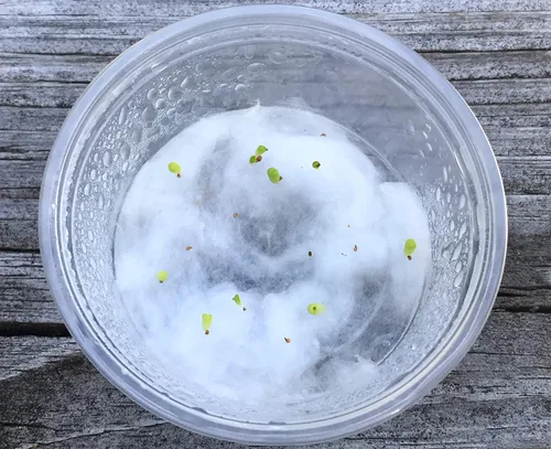 Vista 6 de Lithops - Kit de semillas de 25 semillas con plántulas vivas y germinación (paquete de 25 + 5 plántulas vivas + kit de germinación)
