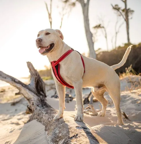 Vista 3 de EzyDog Arnés para perro sin tirones con placa de pecho – Arnés a prueba de escape con costuras reflectantes y acolchado cómodo para paseos fáciles