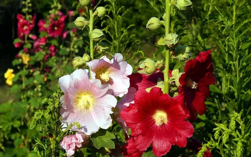 Vista 5 de Semillas Hollyhock Spring Double Mix Malva Flores perennes para plantar
