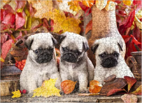 Vista 8 de MyPuzzle Pug Puppies - Rompecabezas prémium de 100 piezas, fabricado en Estados Unidos