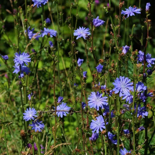 Vista 3 de Achicoria (Cichorium intybus) - Paquete de 50 Semillas